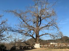 -千年银杏谷文化旅游区