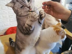 -平行世界·猫咖(首经贸店)