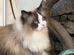 -喵屿·大理花园猫咖