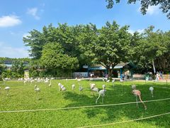 -广州长隆飞鸟乐园