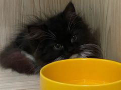 -屋虎猫馆(宝安大仟里店)