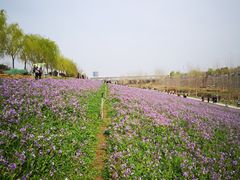 -洨河生态公园