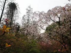 -武汉大学-樱园