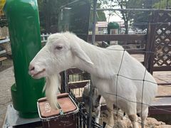 -神户市立六甲山牧场