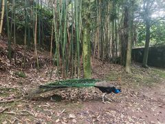 -贵州森林野生动物园