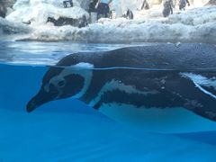 -帝企鹅自助餐厅•儿童岛•真企鹅(长隆企鹅酒店)