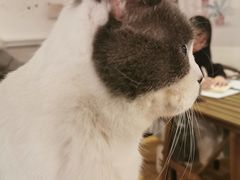-Cappucimeow猫咪咖啡馆(韦伯时代店)