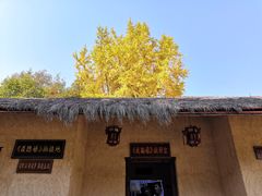 -千年银杏谷文化旅游区