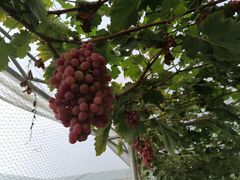 -金谷域澳洲庄园