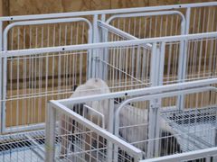 -猫色咖啡·猫咖