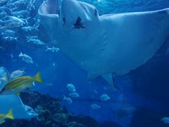 -海合安成都极地海洋公园