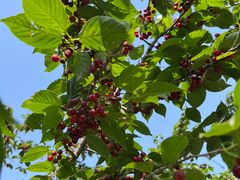 -樱桃沟景区