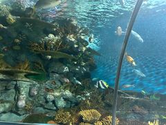 -上海海洋水族馆