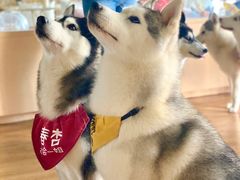 -Husky Go! 哈士奇体验馆·宠物咖啡厅狗咖