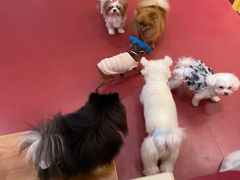 -和它·交个朋友·狗咖猫咖(爱琴海店)