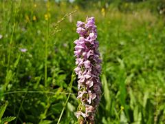 -白草畔自然风景区