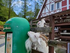 -神户市立六甲山牧场