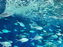 -上海海洋水族馆