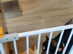 -南京Hallo宠物乐园·哈罗犬舍·柴犬繁育基地