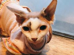 -猫小院猫主题餐厅(南锣旗舰店)