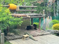 -大连森林动物园