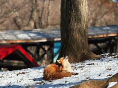 -宫城藏王狐狸村