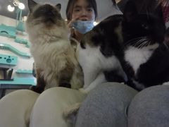 -萌喵咖啡屋(人民东路4号口M16商铺店)