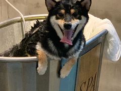 -PETKIT 小佩宠物·低压洗护·美容·寄养(安远店)