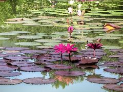 -国家植物园南园