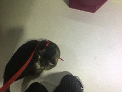 -哆趣宠物医院·眼科·内镜·急重症转诊中心(上海店)