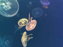 -烟台海昌鲸鲨海洋公园