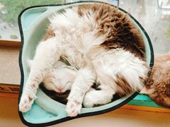 -猫在这儿猫咪咖啡馆·撸猫馆