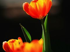 -北京国际鲜花港