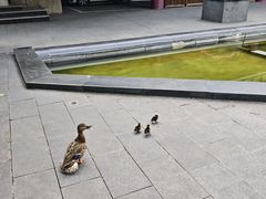 -蔓兰家的四季S0餐厅·融合菜(当代MOMA店)