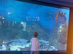 -烟台海昌鲸鲨海洋公园