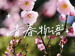 -梅花山(明孝陵内)