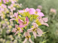 -中国天府农业博览园