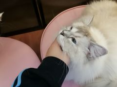 -MOCHA明星猫咖(田子坊店)