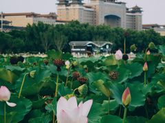 -莲花池公园