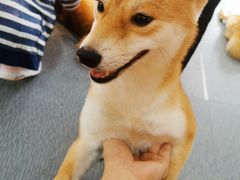-柴源莊·柴小宠柴犬咖啡