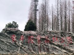 -东平国家森林公园