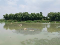 景点-滆湖低碳生态公园