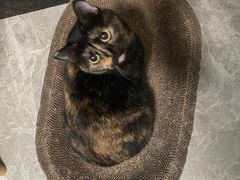 -创凡宠物医院·骨专科  猫科中心(西乡分院)