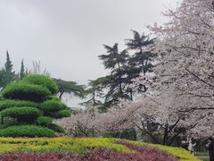 -武汉大学-樱园