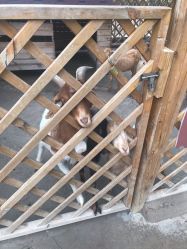 -萌宠亲子动物乐园(槐房万达店)