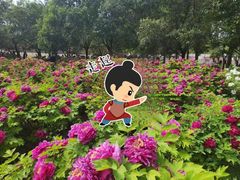 -洛阳郁金香牡丹园