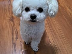 -多乐狗狗宠物训练工作室