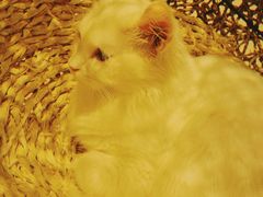 -飞行喵MR PILOT|猫舍·猫咖(静安大融城店)