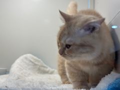 -1013 PET SHOP 宠物商店(近铁城市广场店)