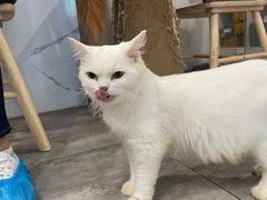 -楼上猫咖(罗湖店)